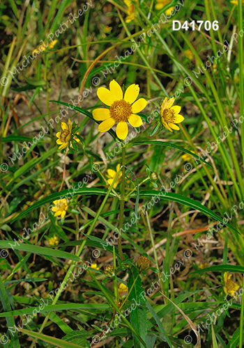 Nodding Beggarticks (Bidens cernua)